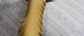 Pavel Bolf - Tachi in uchigatana koshirae, same saya