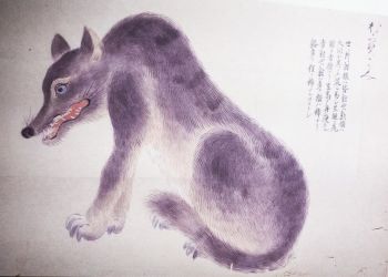 Pavel Bolf, way to Japan