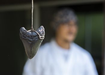 Pavel Bolf, way to Japan